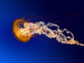 /album/fotogaleria/jellyfish-jpg/