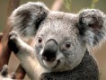 /album/fotogaleria/koala-jpg/